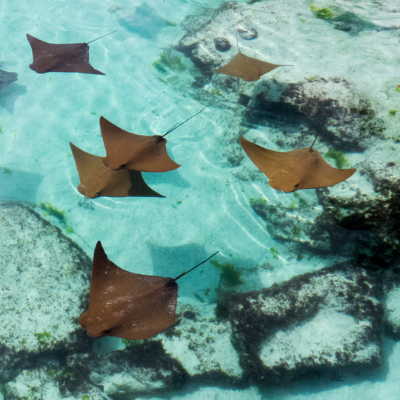 3Silver Brand Travels free bahamas trip
