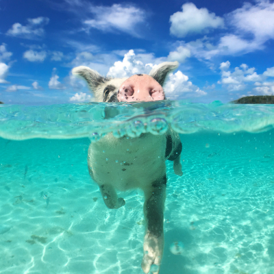 4Silver Brand Travels free bahamas trip
